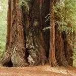 Ствол Sequoia sempervirens очень толстый.