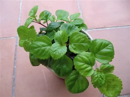 Вид на Plectranthus verticillatus