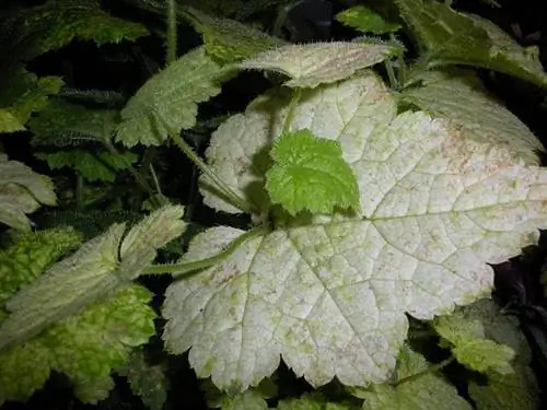 Крупным планом лист растения-миллионера или Plectranthus verticillatus