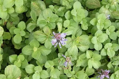 Растение-миллионер (Plectranthus verticillatus)