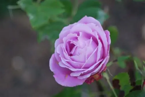 Розы - красивые кустарники