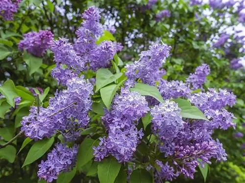 Цветки Syringa vulgaris сиреневые.