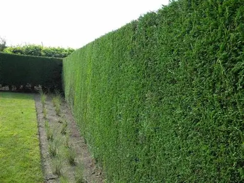 Лейланди (x Cupressocyparis leylandii)