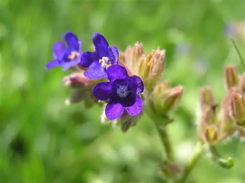 крупным планом изображение цветка Anchusa officinalis
