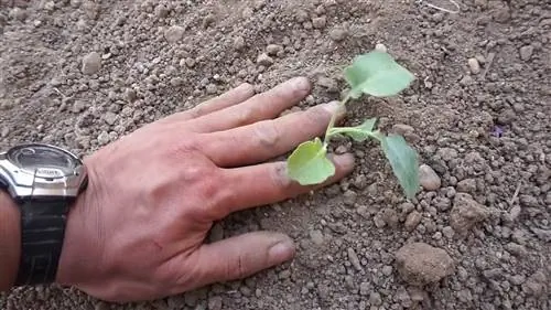как посадить брокколи