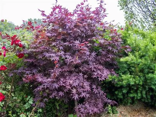 Вид на Acer palmatum Bloodgood