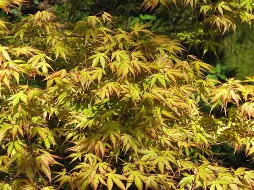 У Acer palmatum Koreanum желтые листья.
