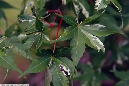 Acer palmatum Fluctuans Variegata имеет зеленые и белые листья.
