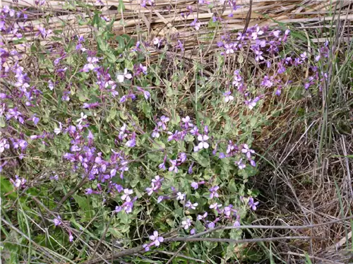 кустарник под названием Moricandia arvensis