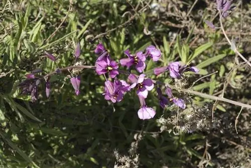 ветка с цветами Moricandia arvensis