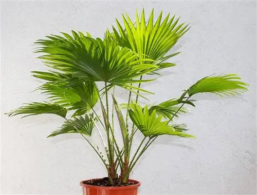 Livistona rotundifolia - пальма, которую часто сажают в горшки. Livistona rotundifolia - пальма, которую часто сажают в горшки.