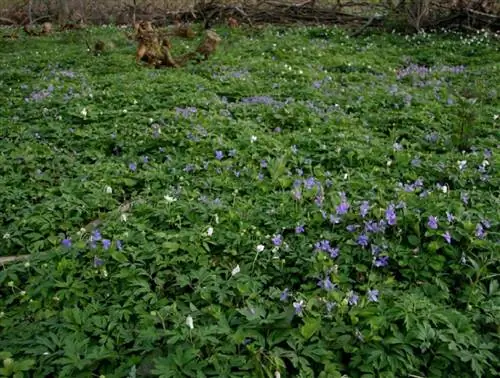 Фиалка обыкновенная (Viola riviniana)