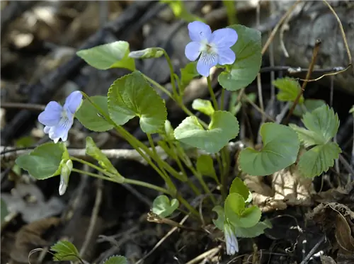 небольшой кустарник Viola riviniana