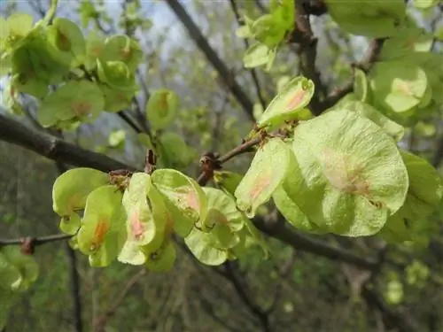 Семена вяза крылатые