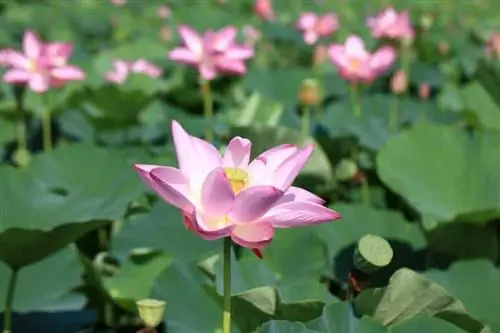 Nelumbo_nucifera_flower_pink