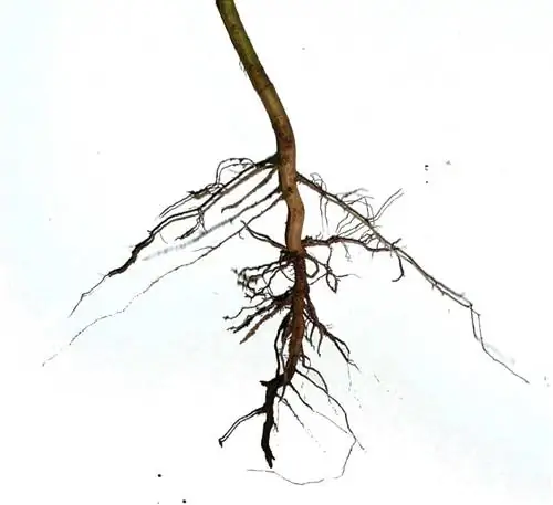 Что такое tap root?