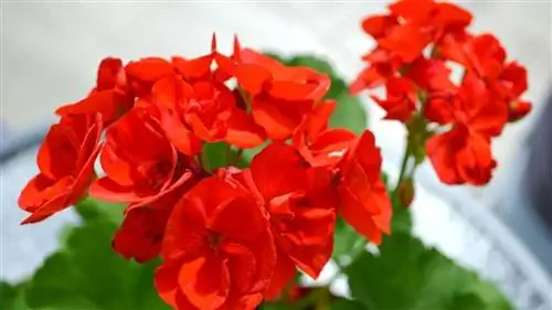 Красные цветы