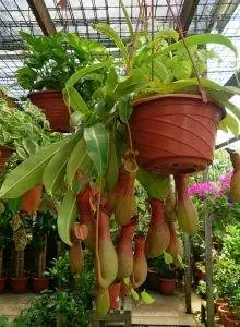 Nepenthes ventrata - тропический хищник.