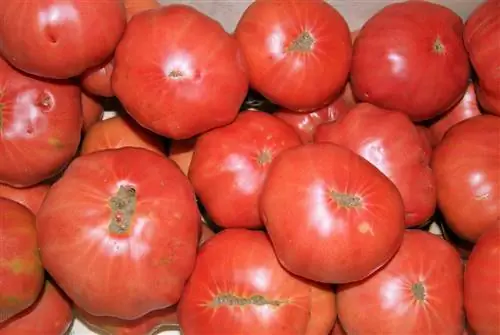 розовый помидор