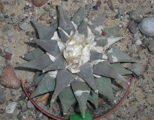 Ariocarpus furfuraceus - редкий кактус. Ariocarpus furfuraceus - редкий кактус.