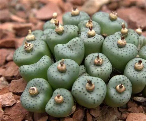Conophytum obcordellum - уникальное растение. Conophytum obcordellum - уникальное растение.