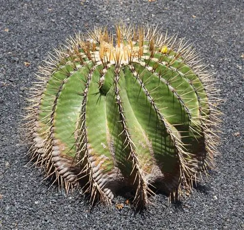 Ferocactus schwarzii - медленнорастущий кактус. Ferocactus schwarzii - медленнорастущий кактус.