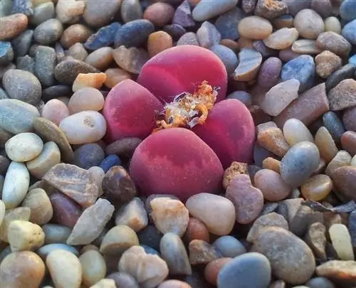 Lithops optica 'Rubra' - редкий суккулентный сорт. Lithops optica 'Rubra' - редкий суккулентный сорт.