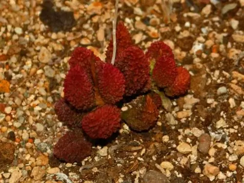 Вид на Adromischus marianae, редкий суккулент. Вид на Adromischus marianae, редкий суккулент.