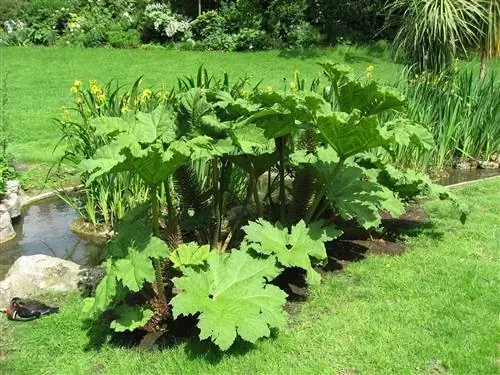 Гигантский ревень (Gunnera manicata)