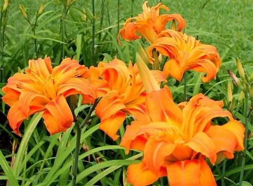 Hemerocallis fulva или лилейники Hemerocallis fulva или лилейники