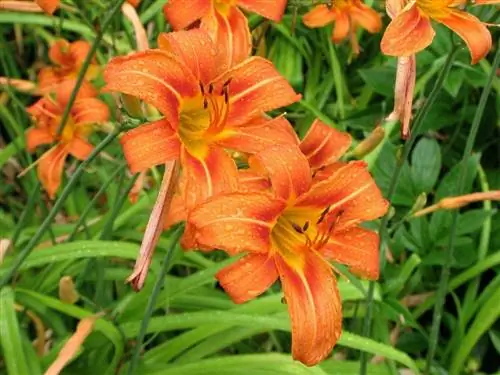 Hemerocallis fulva оранжевого цвета Hemerocallis fulva оранжевого цвета