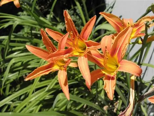 Hemerocallis fulva цветы Hemerocallis fulva цветы