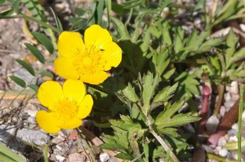 Вид Ranunculus repens в цветке Вид Ranunculus repens в цветке