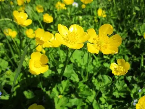 Ranunculus acris дает желтые цветы Ranunculus acris дает желтые цветы