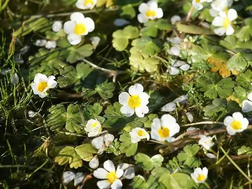 Ranunculus aquatilis - растение с белыми цветками. Ranunculus aquatilis - растение с белыми цветками.