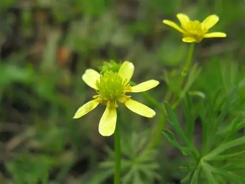 Ranunculus inundatus мелкий Ranunculus inundatus мелкий