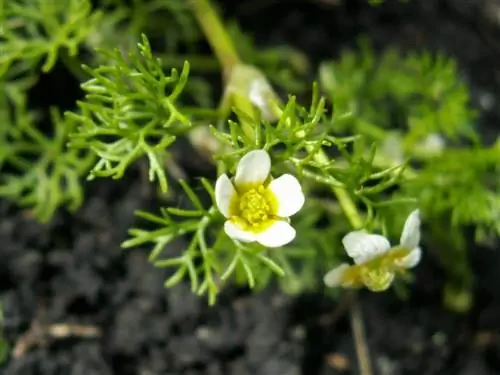 У Ranunculus trichophyllus цветки белые. У Ranunculus trichophyllus цветки белые.
