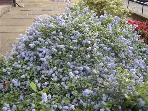 Синий цветок (Ceanothus thysiflorus)
