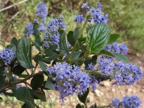 цветки Ceanothus thysiflorus