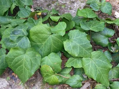 Вид на Hedera colchica Вид на Hedera colchica