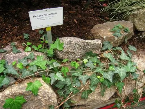 Hedera nepalensis - вечнозеленая лиана. Hedera nepalensis - вечнозеленая лиана.