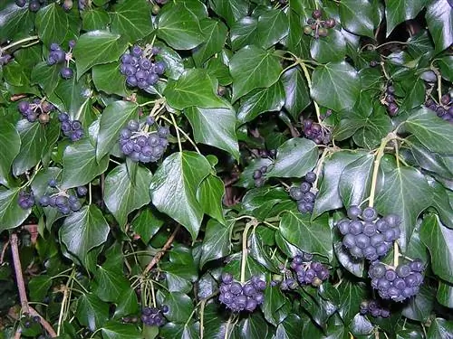 Вид на Hedera hibernica Вид на Hedera hibernica