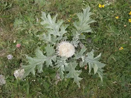 Вид на Carlina acanthifolia Вид на Carlina acanthifolia