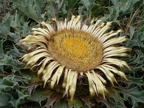 Эгузкилоре (Carlina acanthifolia)