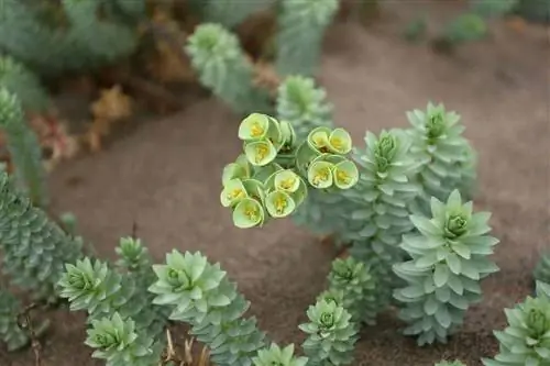 Euphorbia paralias - растение, обитающее на побережье.