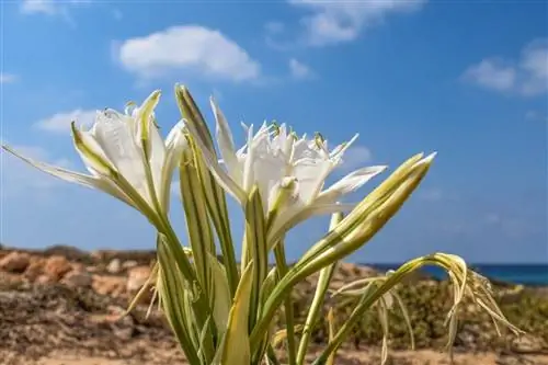 Pancratium maritimum - луковичное море.