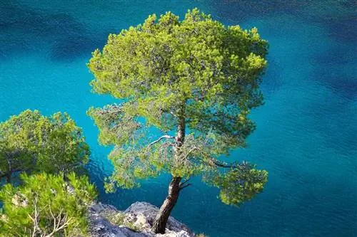 Сосна Алеппо - типичное для пляжей хвойное дерево.