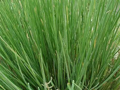 Спартина - это трава, которая живет на побережье.