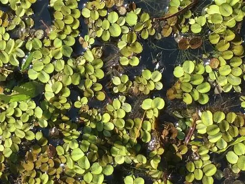 Salvinia minima в пруду
