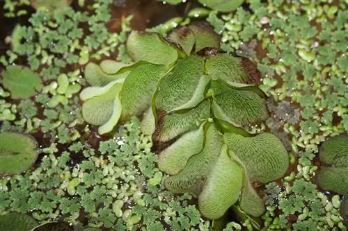 Salvinia molesta в пруду